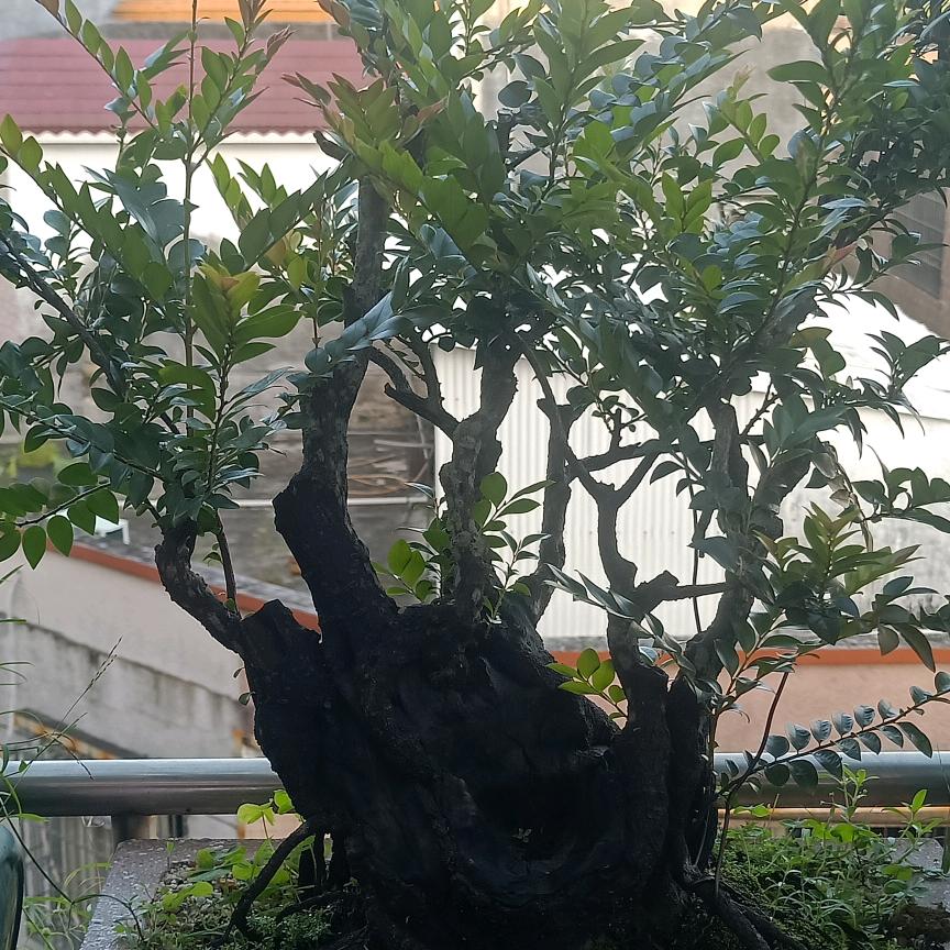 枫叶彩虹———育儿书单