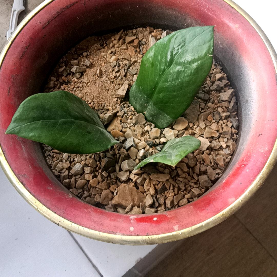 细军