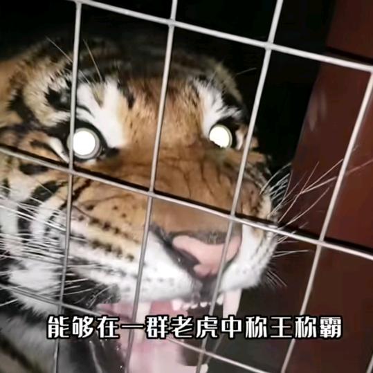 单行虎