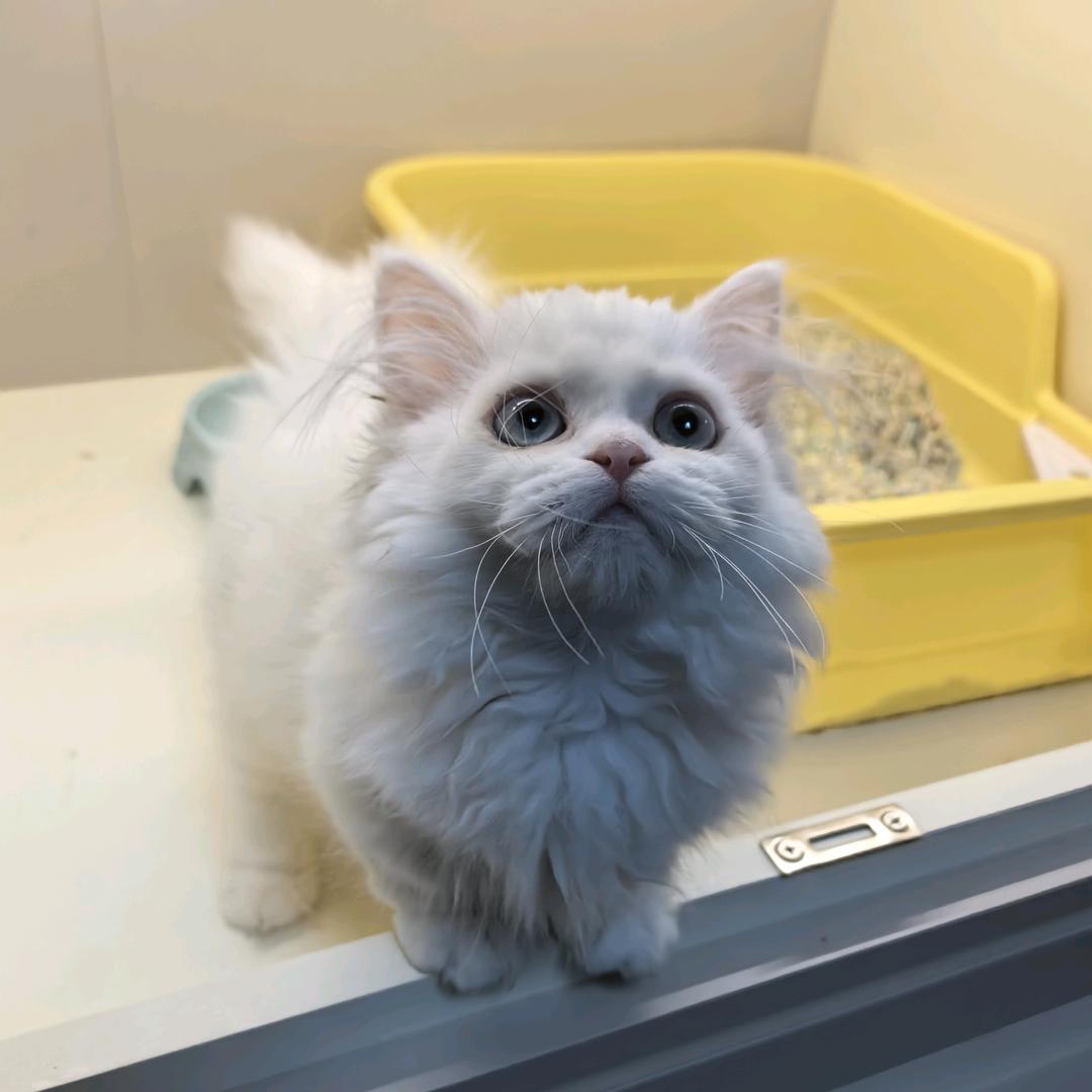 苏州高乐宠物繁殖中心