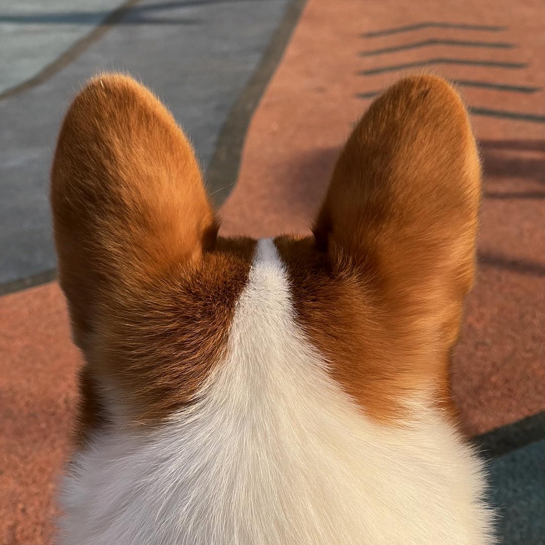 遛遛大顺（涨有效粉）