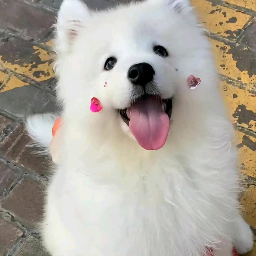 Ding_