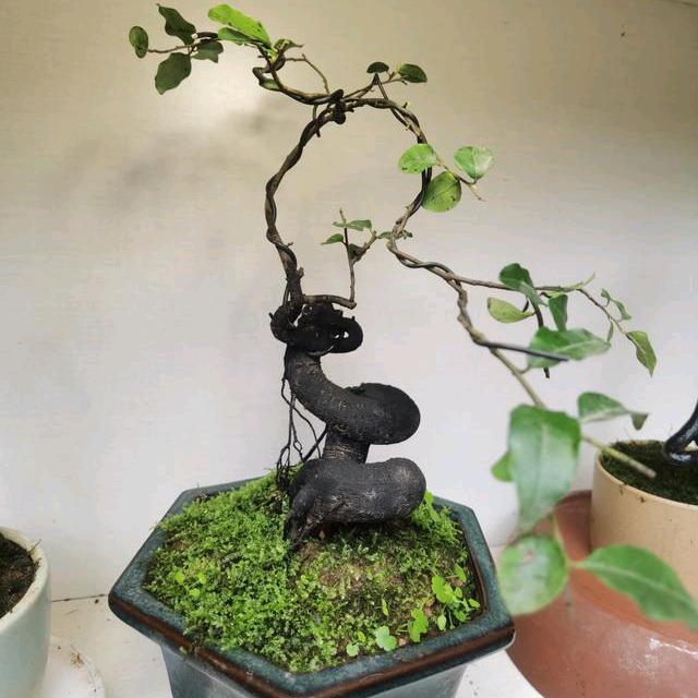 户外小唐（猜金弹子基地）