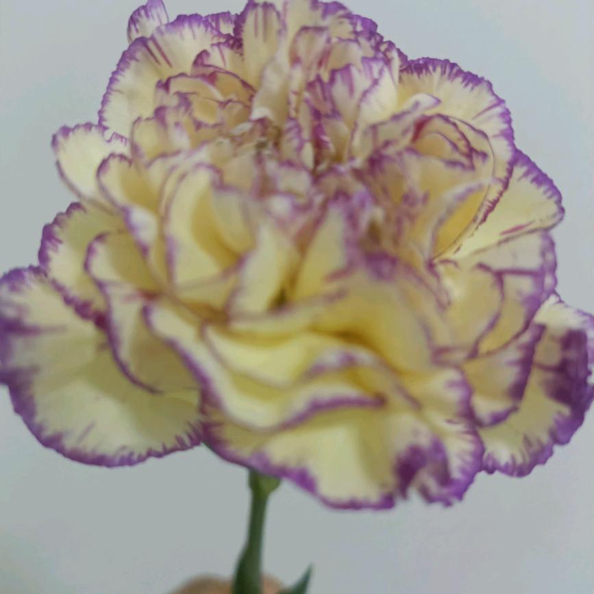 春暖花开