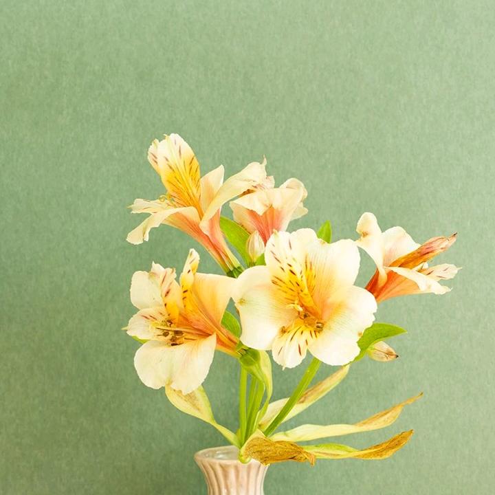 ༺༃ঌ坤🐯圭໒༃༻