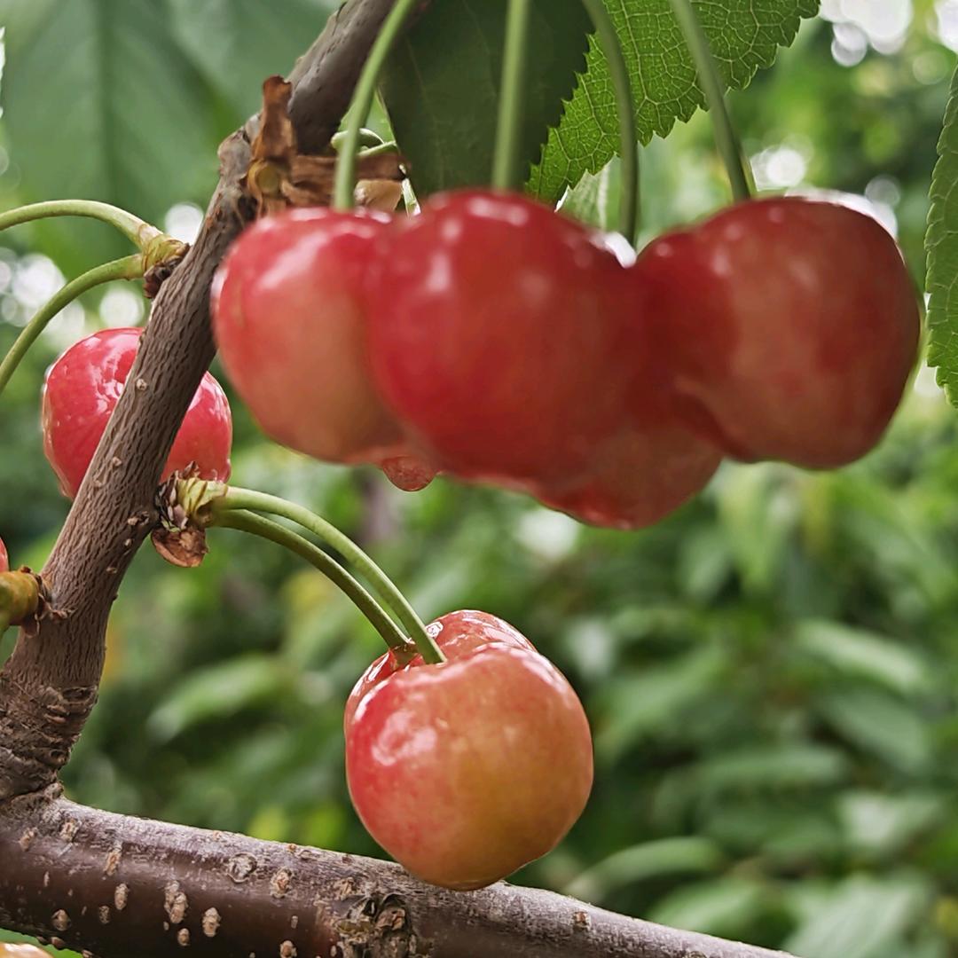 小李家的新鲜地
