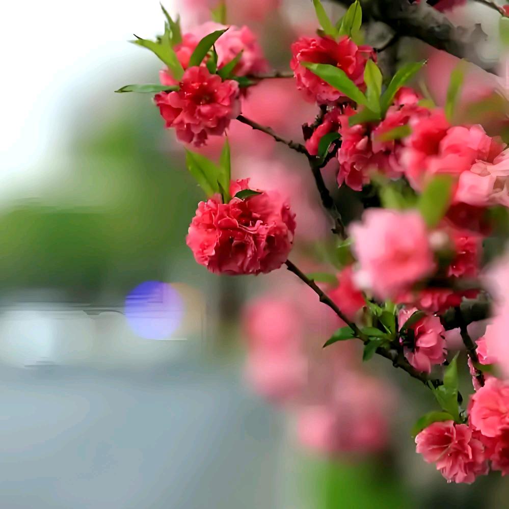 十里桃花不如你