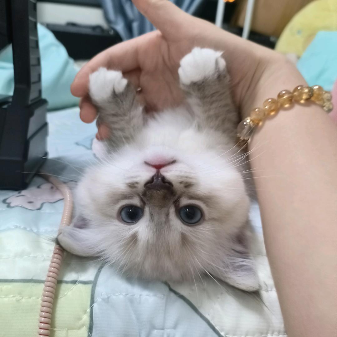 八筒宝宝