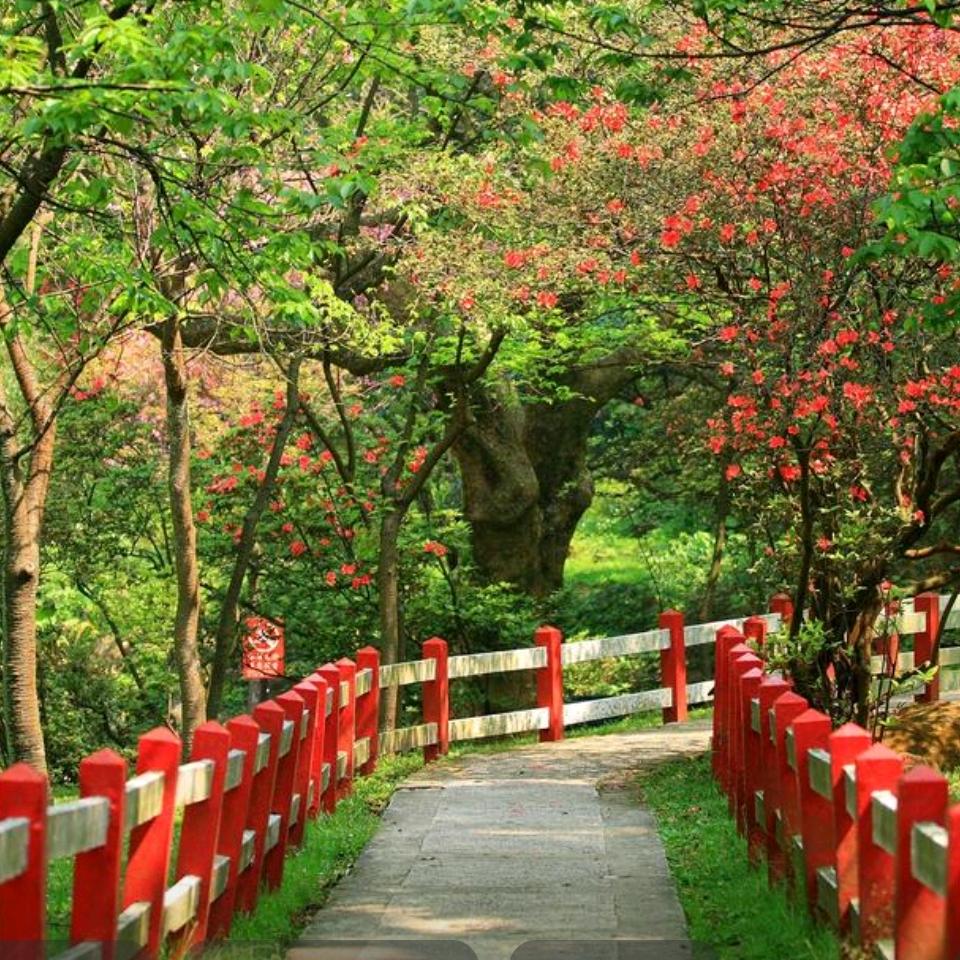 🌸დ᭄*꯭͡泡沫꧔ꦿ℘ℳ