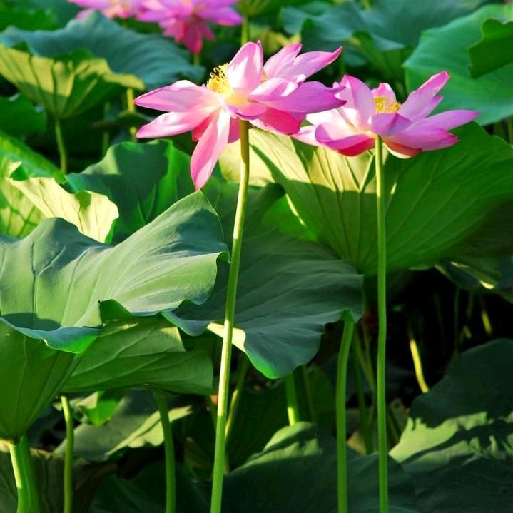 花样年华