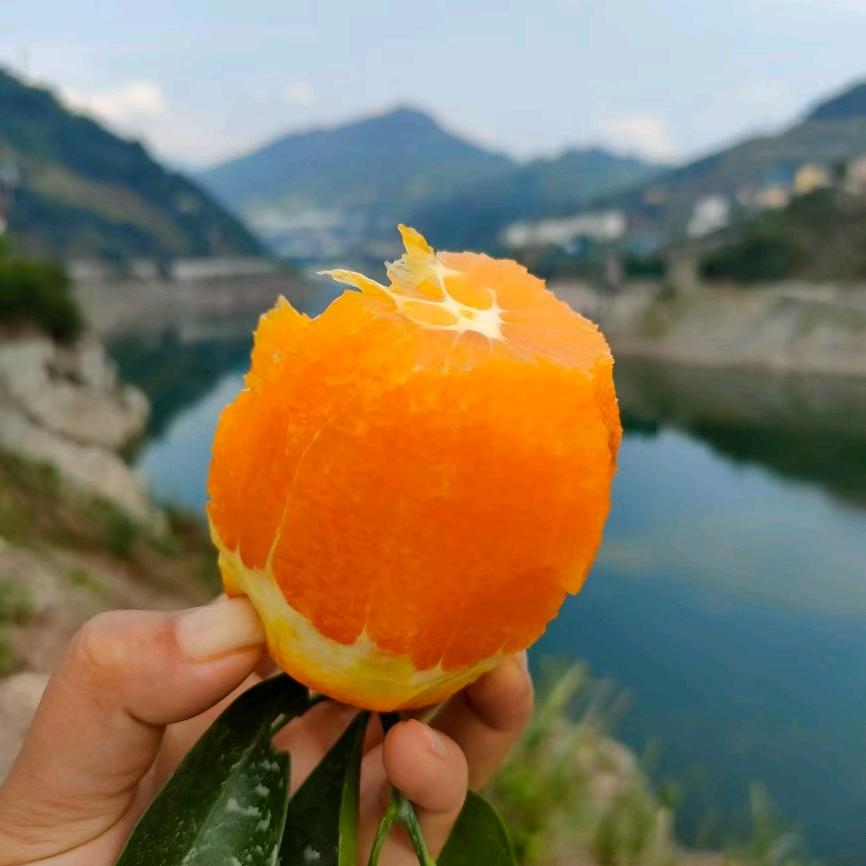 巫峡农特产果园