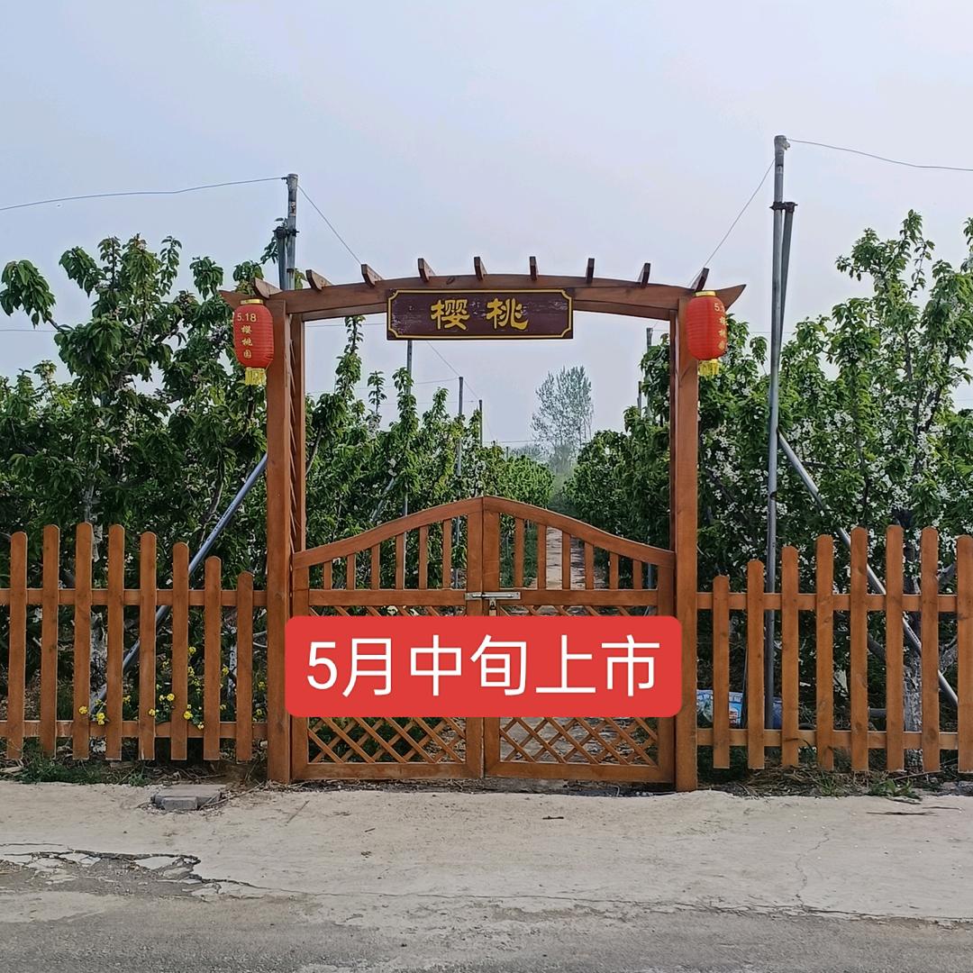 东贤店樱桃采摘园