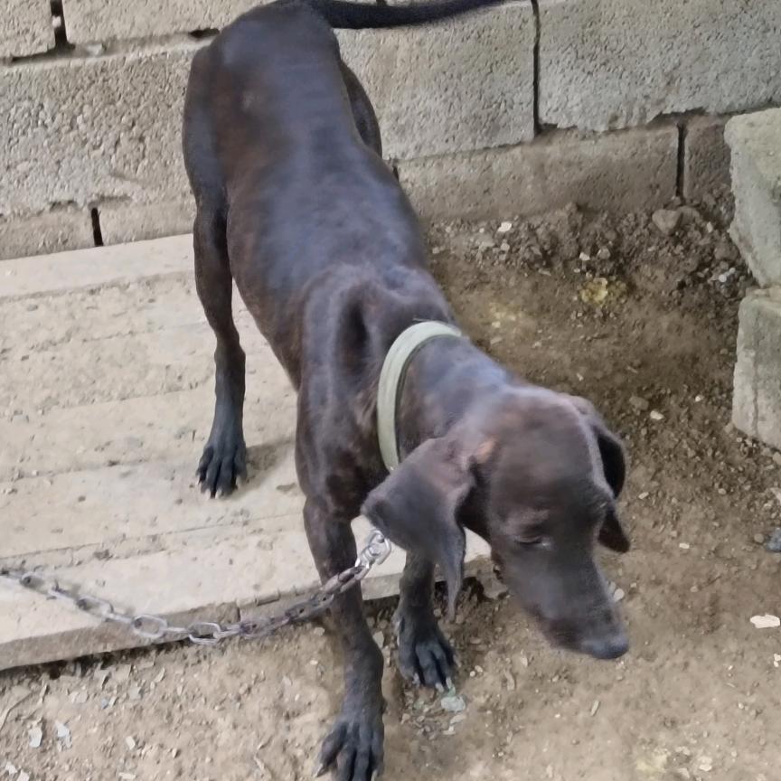 蜜蜂猎犬养殖