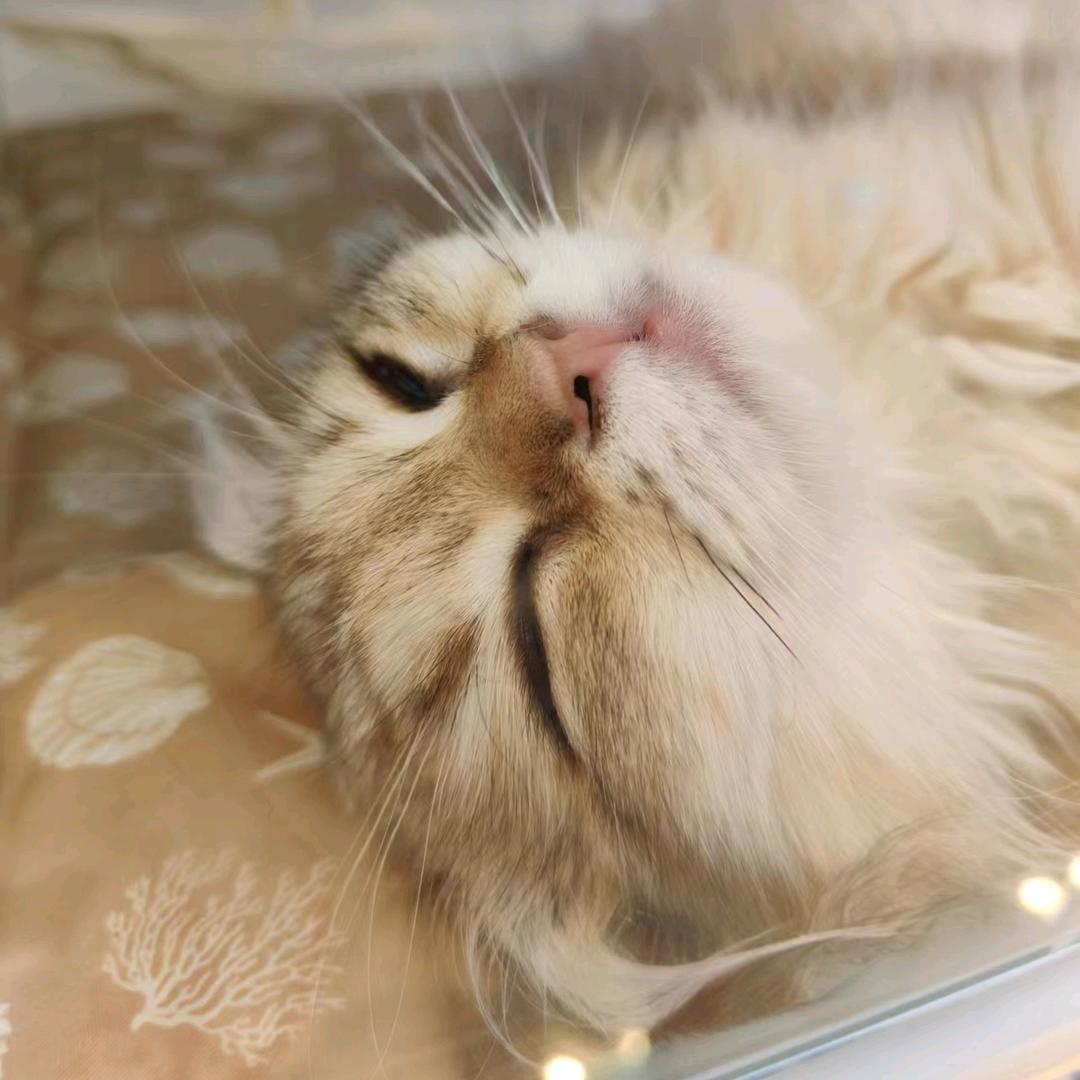 (•ө•)♡