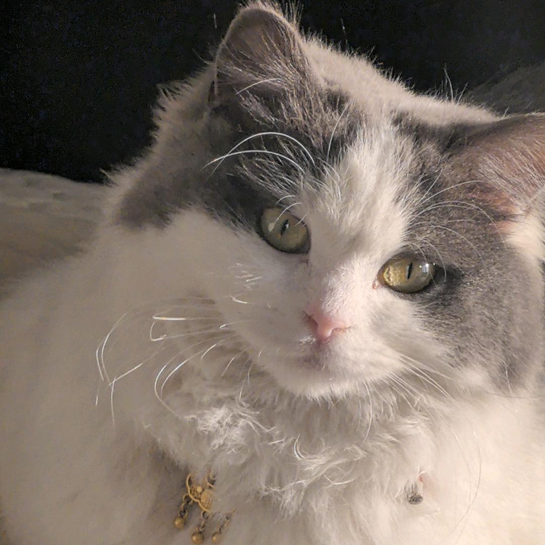 猫咪的日常生活