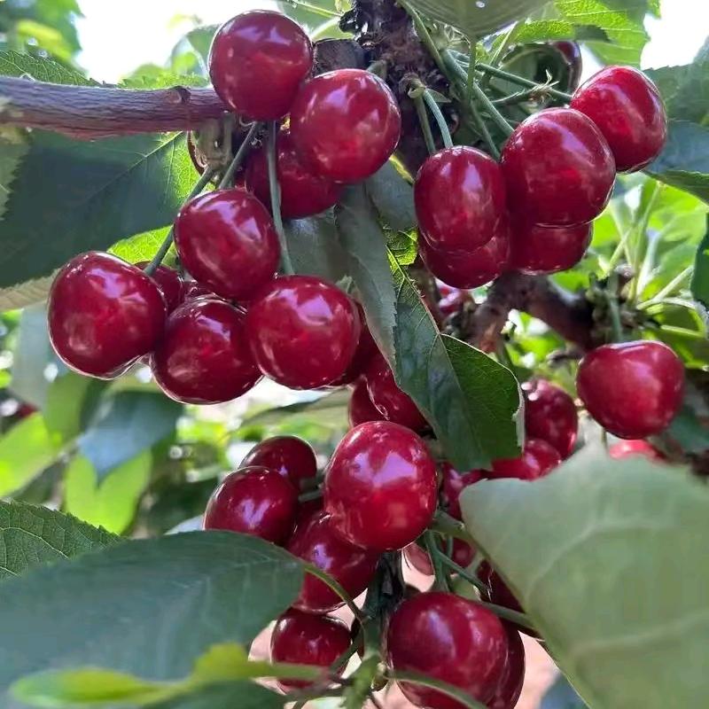 卖🍒樱桃的小周