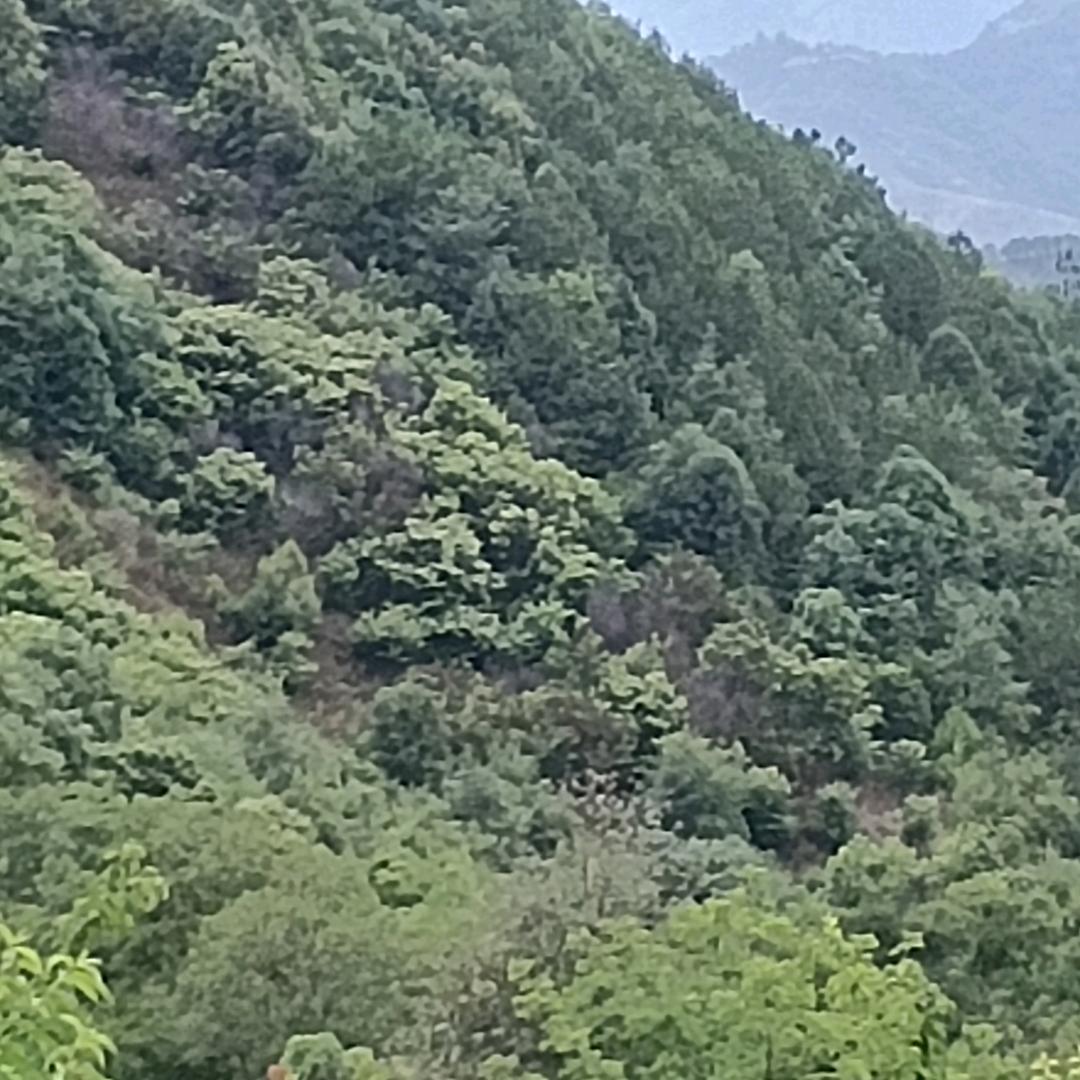 青山