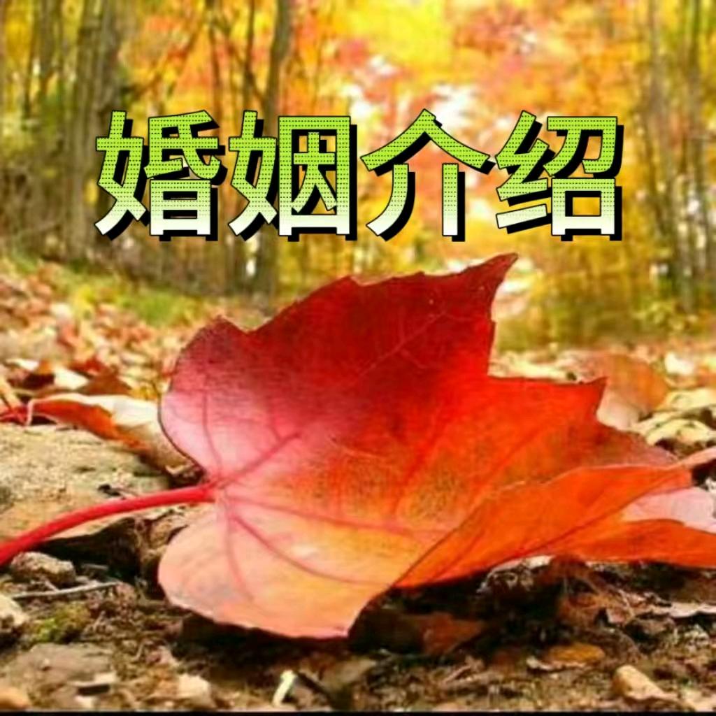 高平红叶媒介