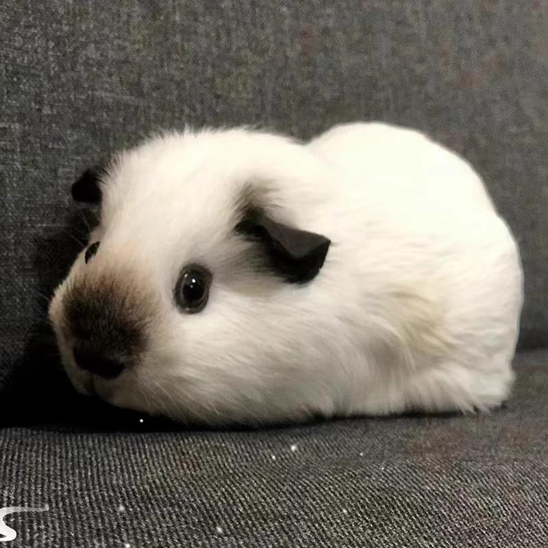 逗你玩萌宠之家