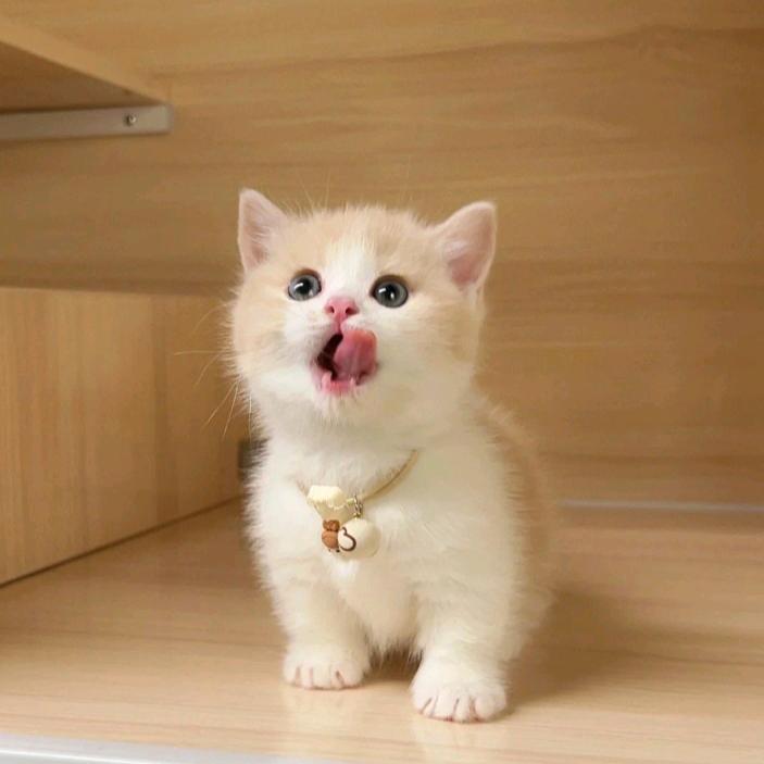 心源诚铲屎官番茄