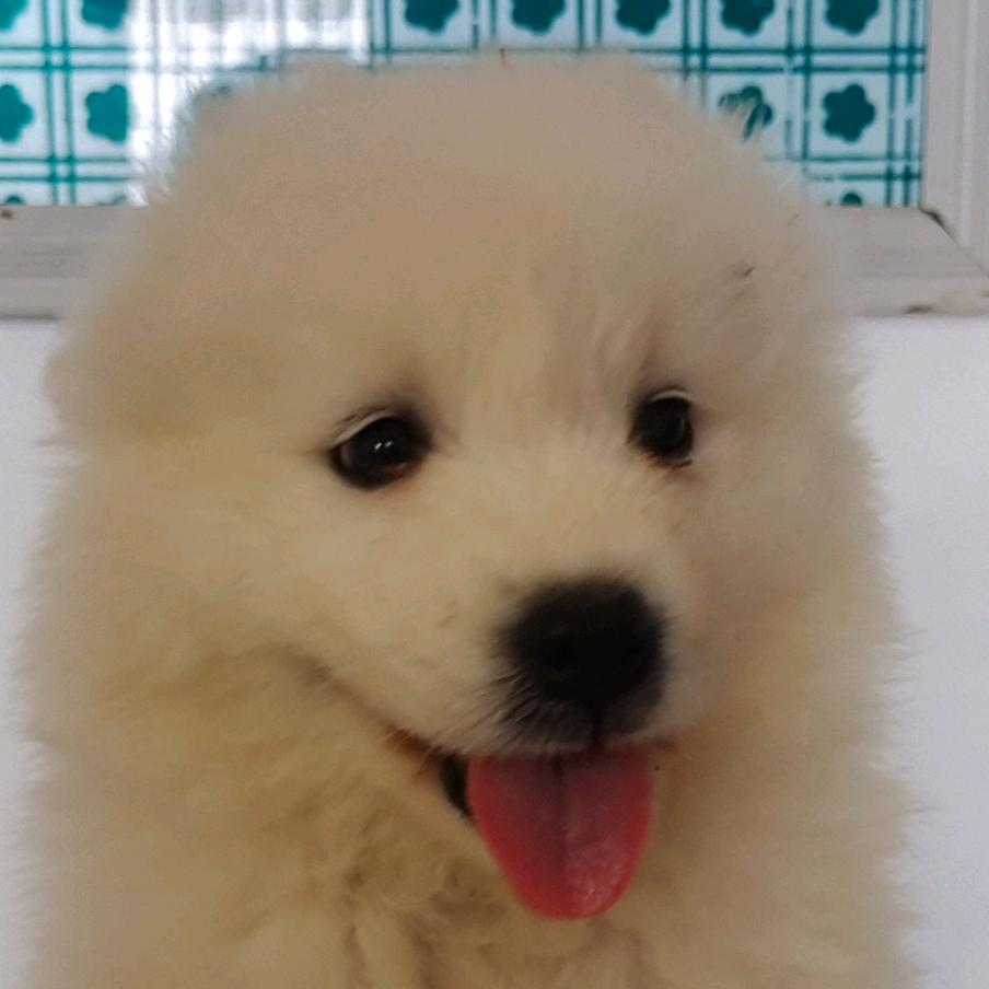 进宝犬舍(阿要)
