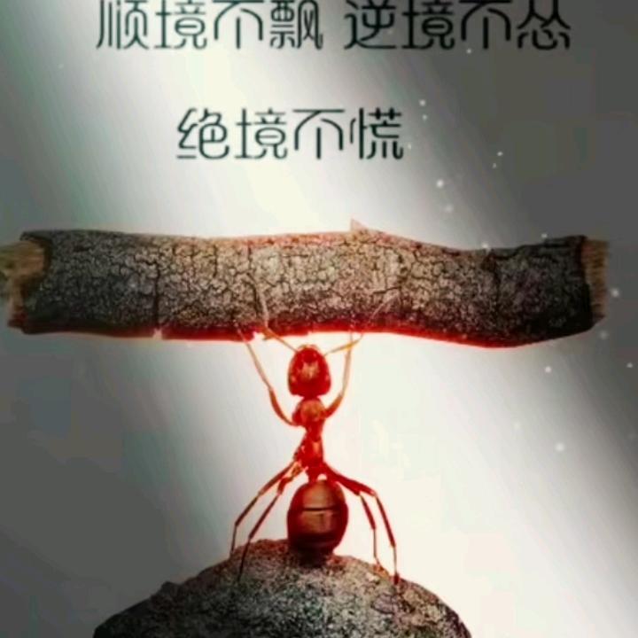 ဇောချွန်မင်း  蚂蚁
