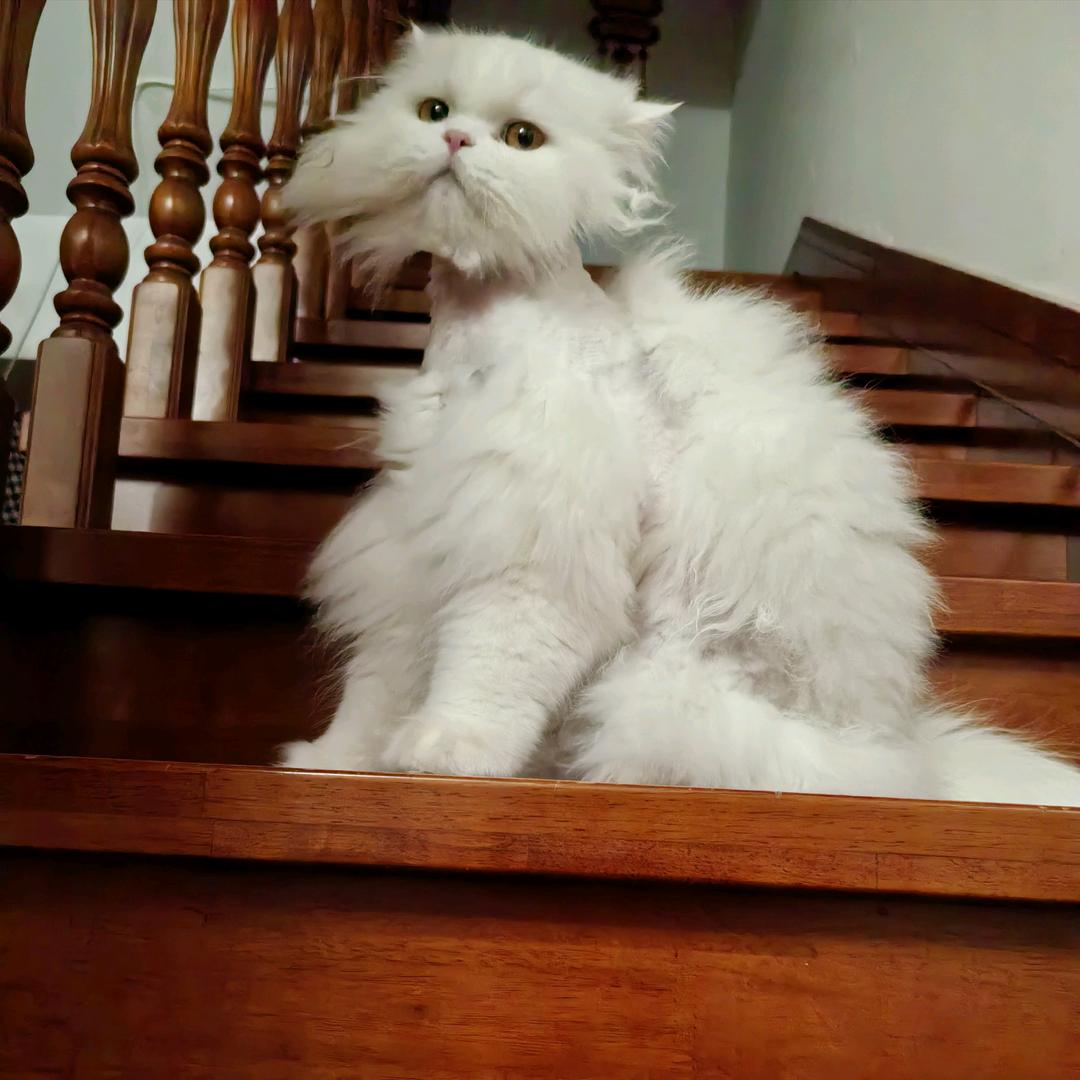 圈圈有一只白雪公主🐱