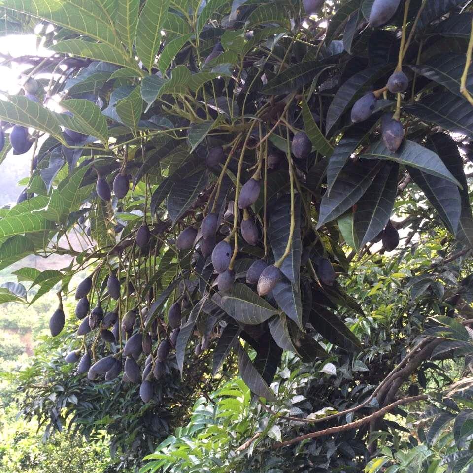 增城西山乌榄种植基地