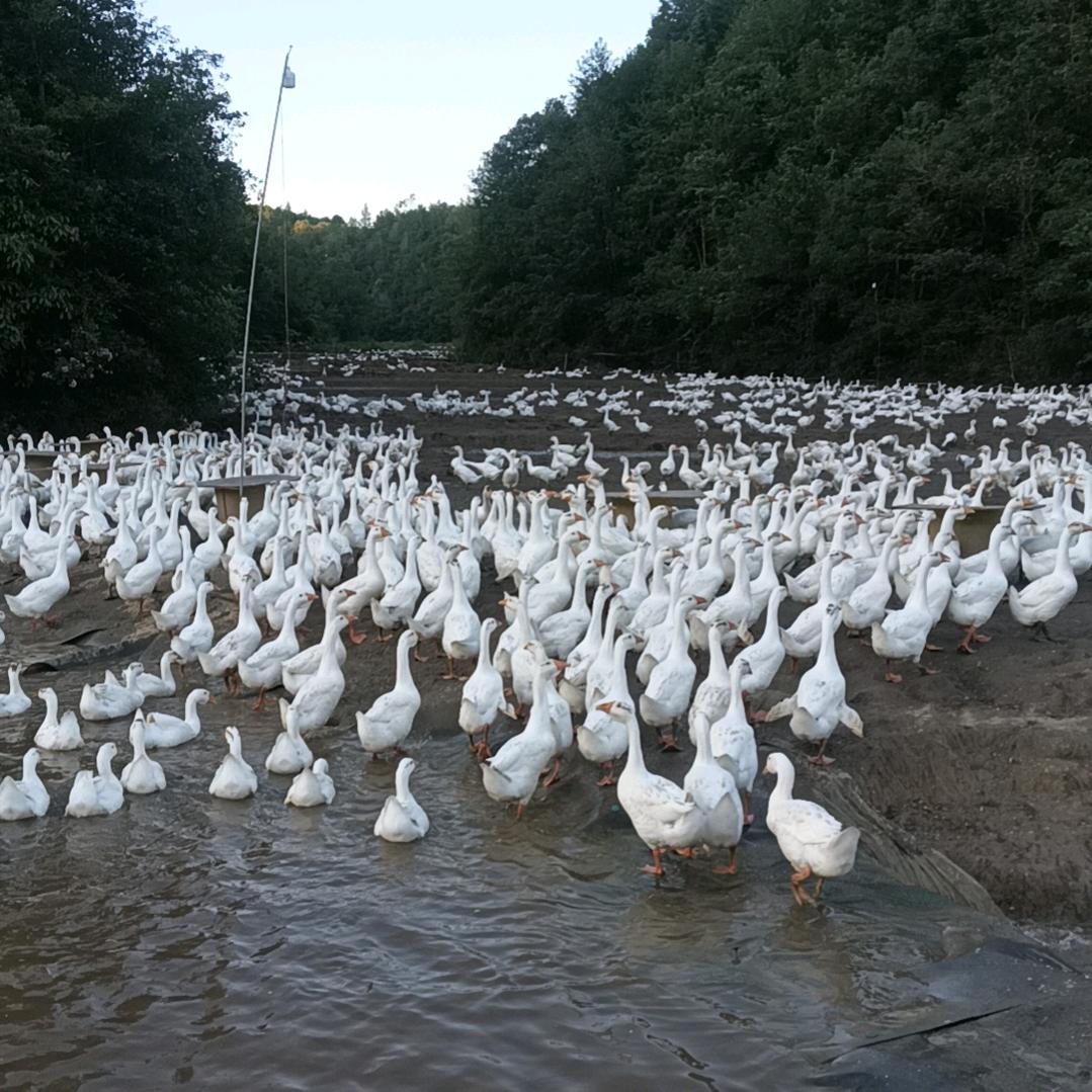小杨白鹅养殖