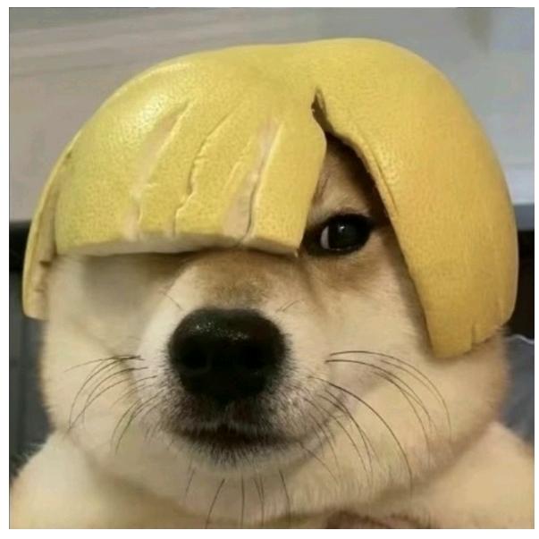 龍仙人