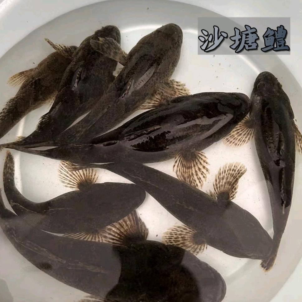 虎头鲨繁育基地