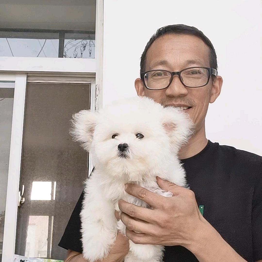 襄阳比熊博美专业户