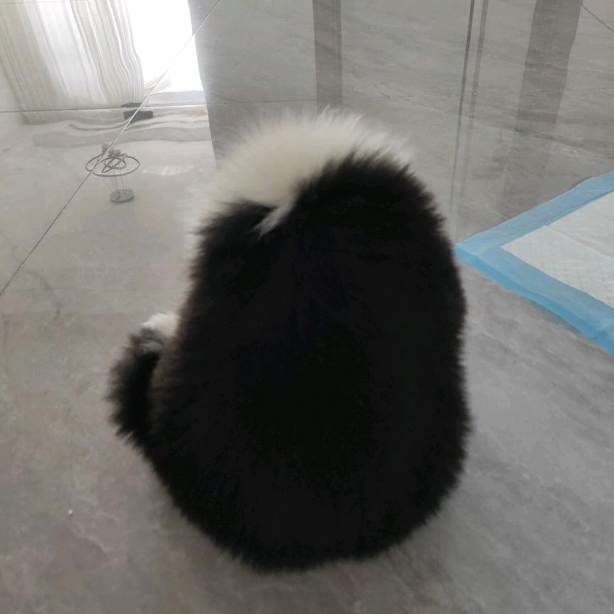 黑煤球…球