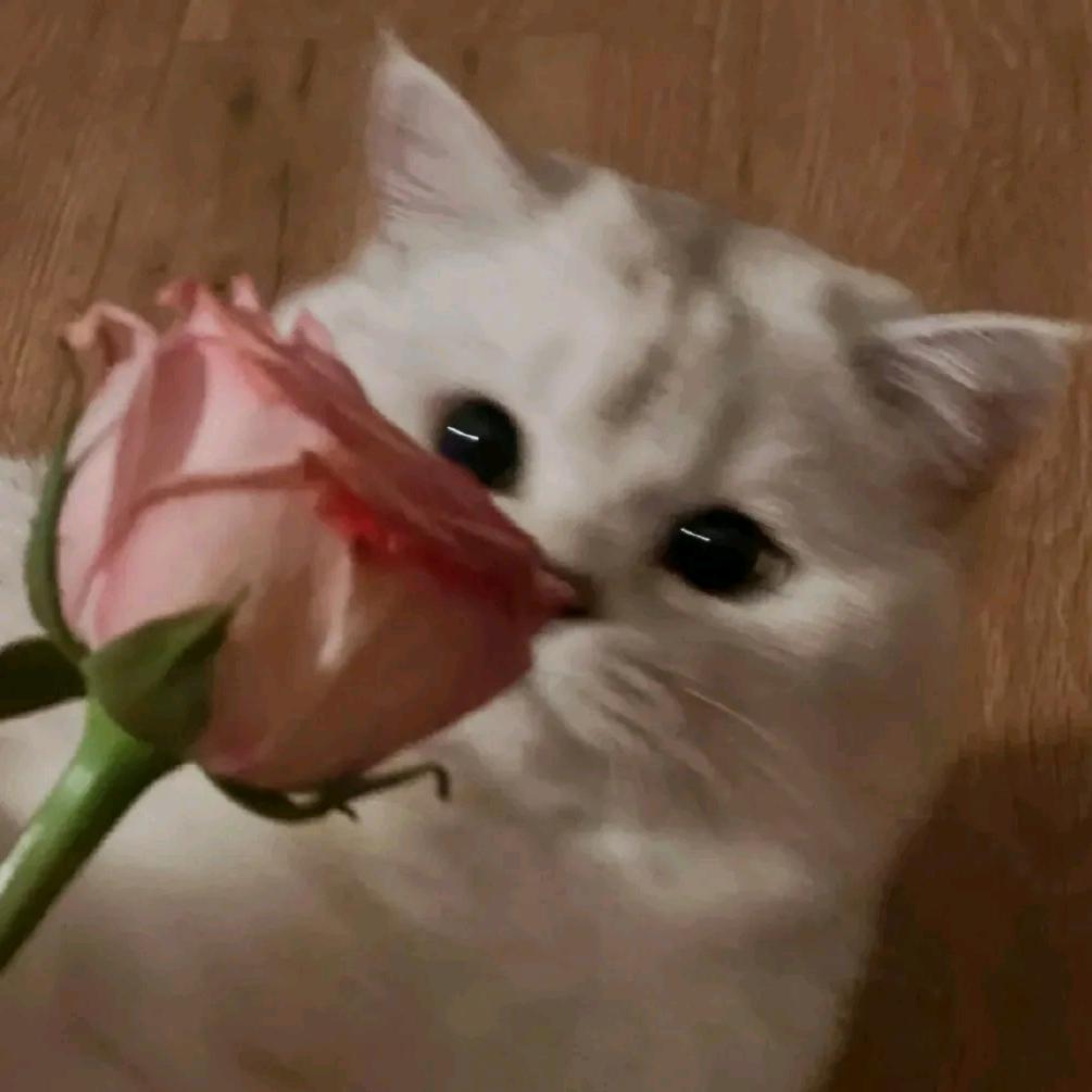 归辞