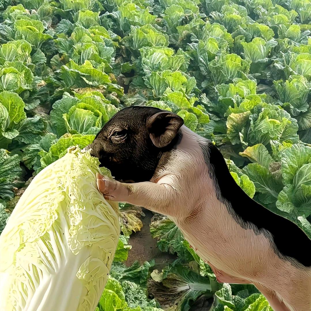 小猪拱白菜