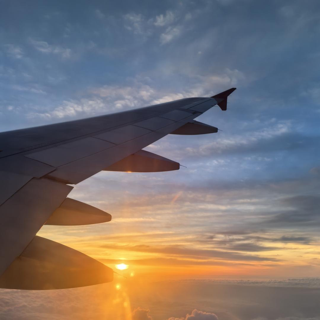 菩提树下一只鸭