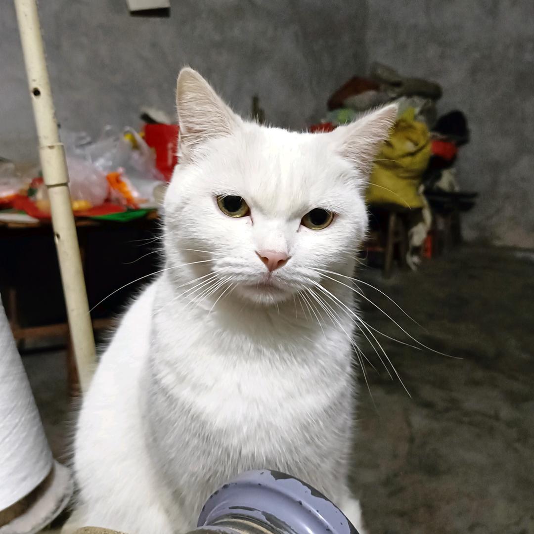 糖糖