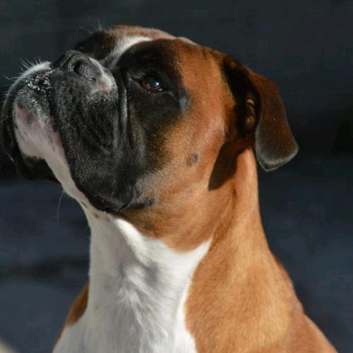 小的一个庞大师