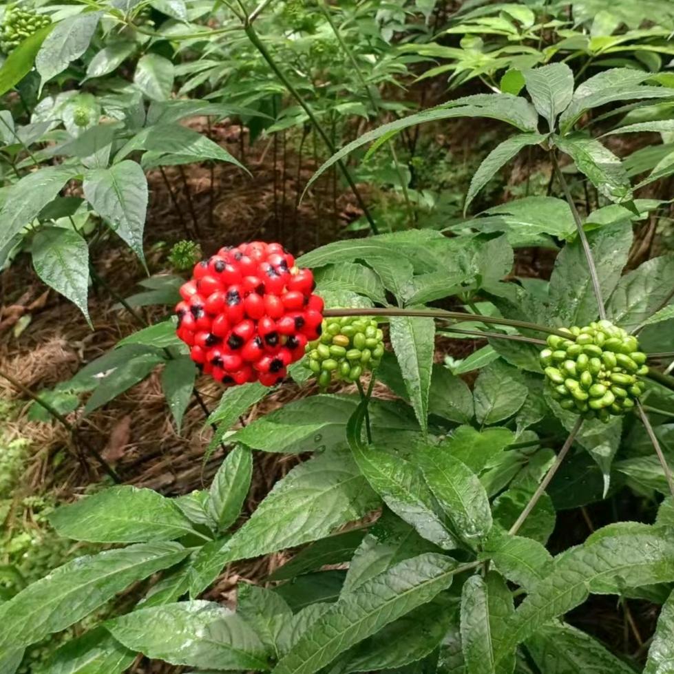 💕ꦿ①路向杨᭄ꦿ໌້ᮨ