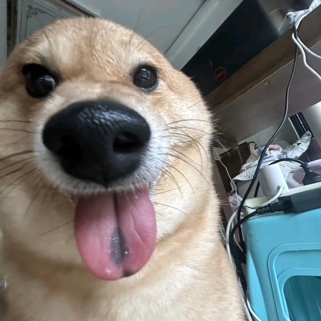 ben拉登是我干掉的