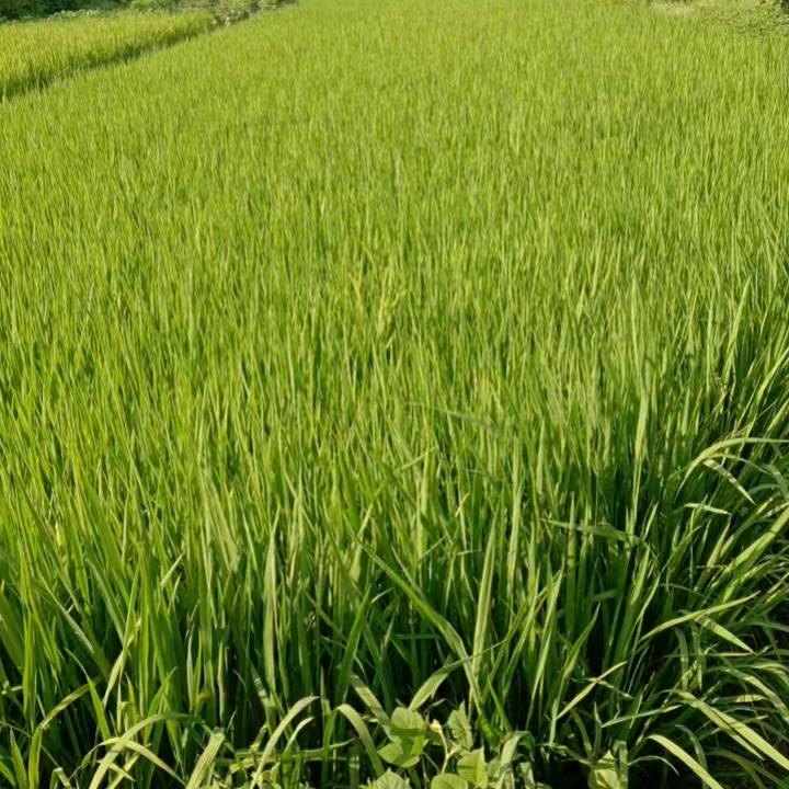 🍎⛵️平安喜乐🌻🎓