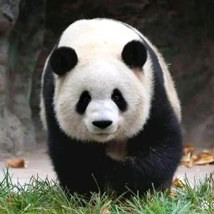 🐼🐼宝贝乐园🐼🐼