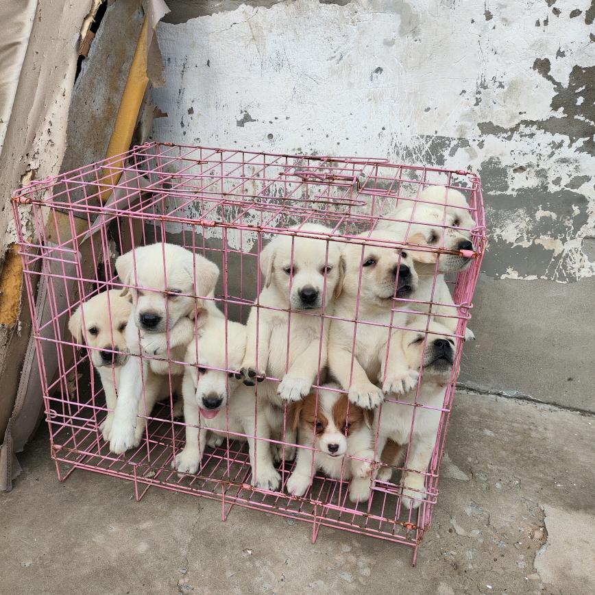 琪斌犬舍