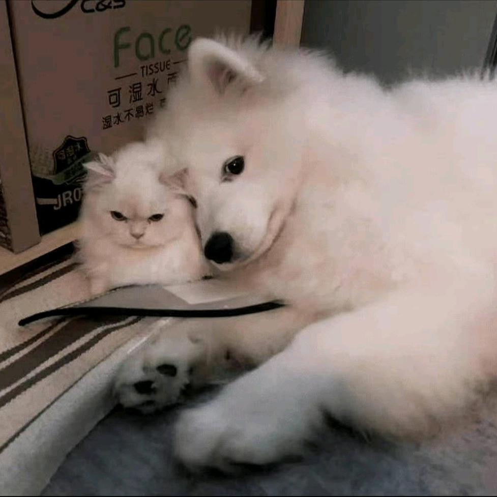 名侦探.恸