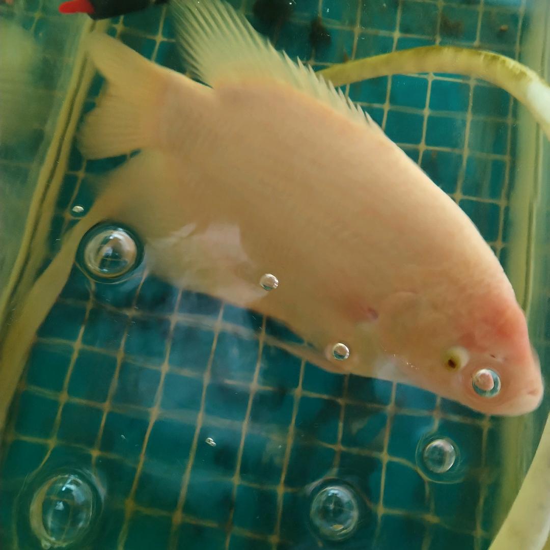 实测坚持打卡减肥降糖