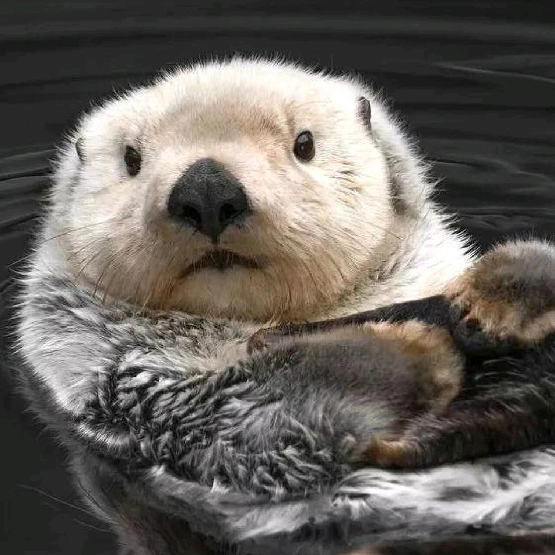 茉🍏莉🍒蜜🍑茶