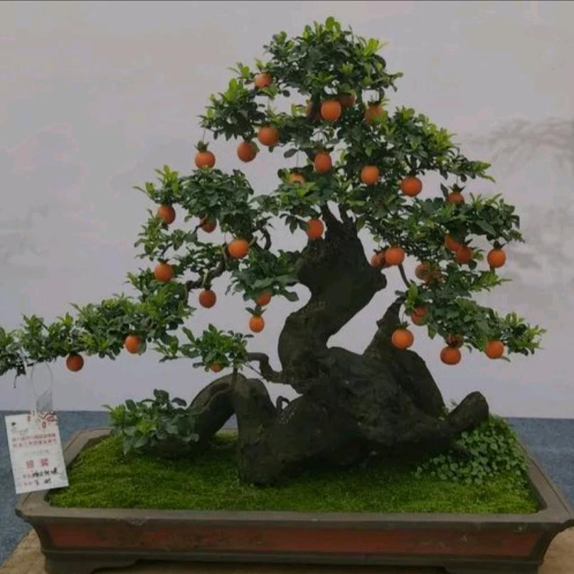 旺基金弹子