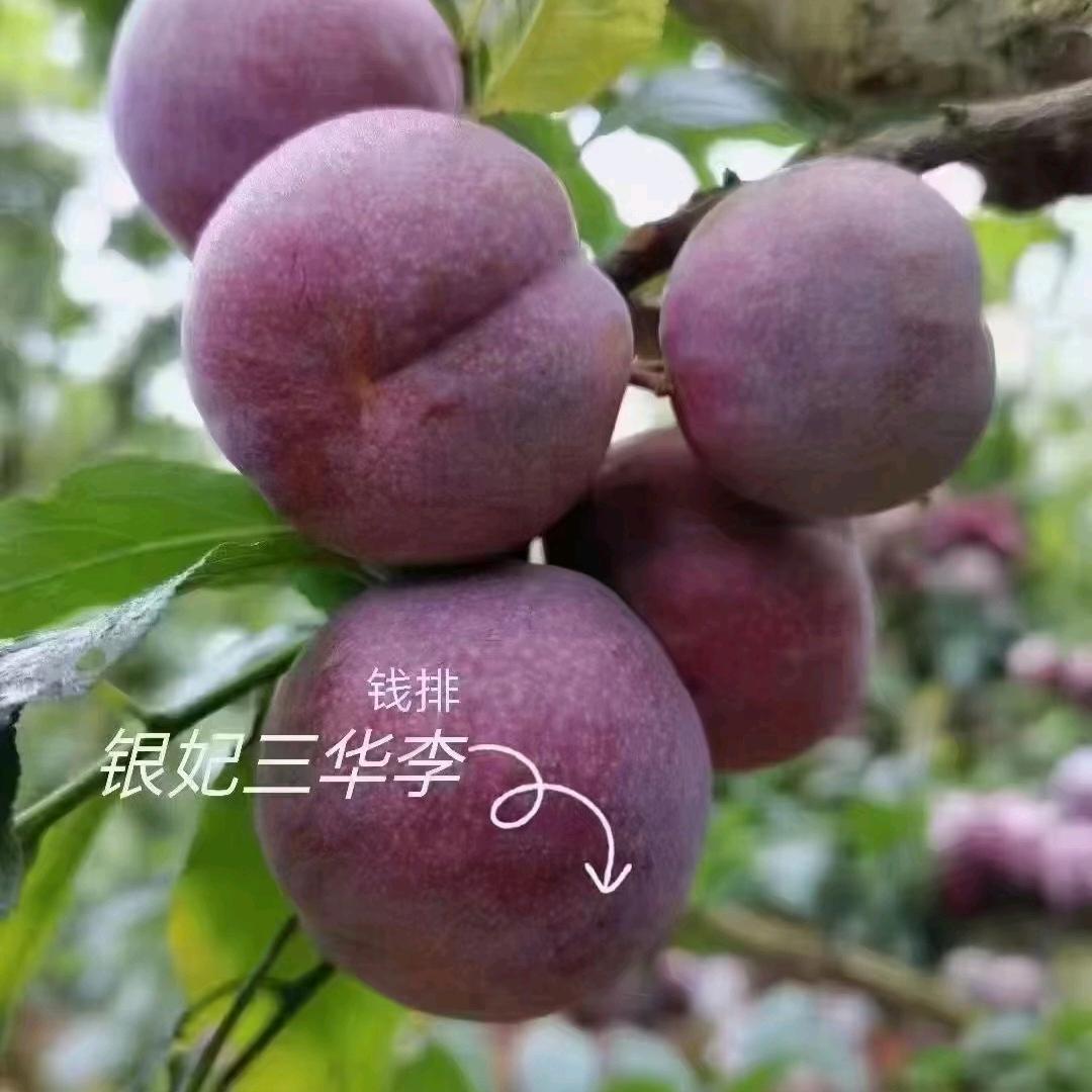 钱排小凌家三华李