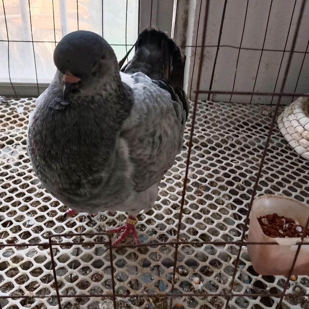 宿州诚信圆环鸽业