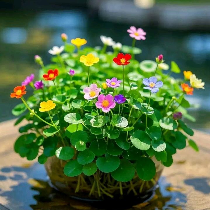 花惜颜